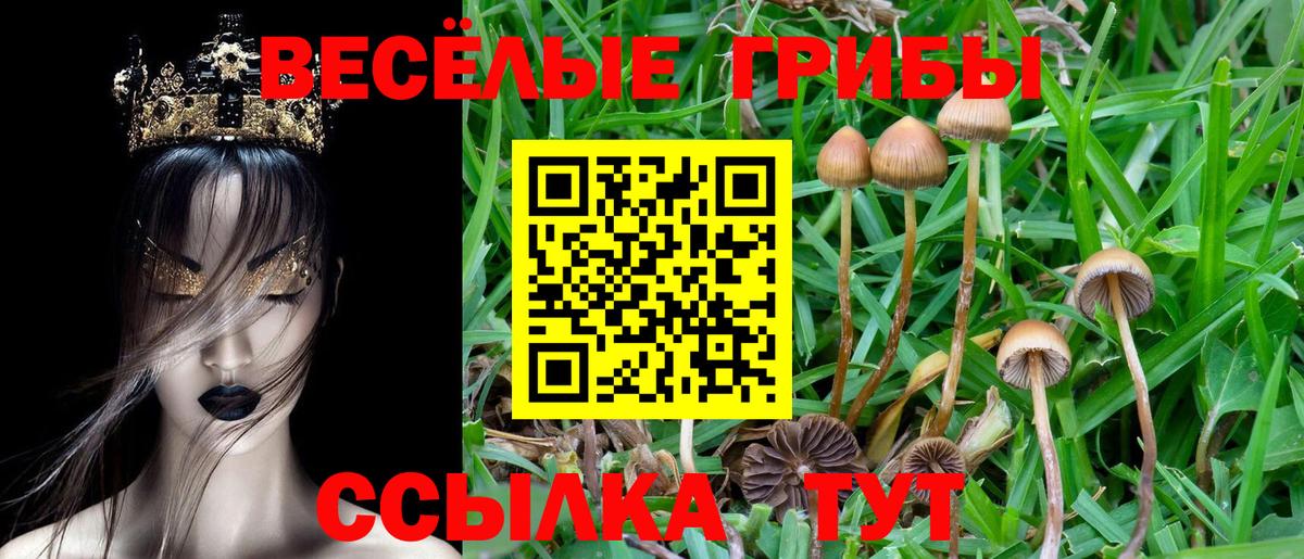 Галлюциногенные грибы Cubensis Владимир